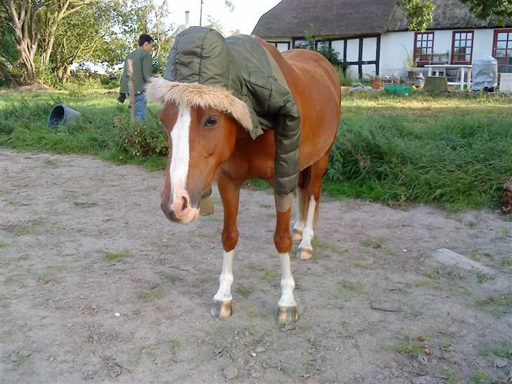 Welsh Pony af Cob-type (sec C) Midnight <3 - du kommer aldrig til at fryse, for varmen fra mit hjerte vil jeg dig sende altid min pony<3 billede 7