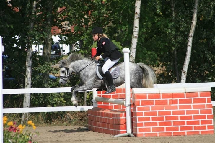 Welsh Mountain (sec A) Filur (Solgt) billede 3