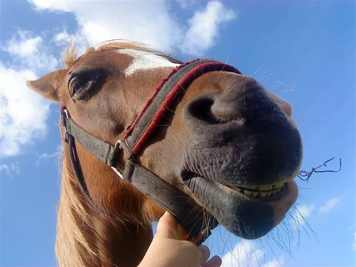 Welsh Pony af Cob-type (sec C) Midnight <3 - smil til verden og den smiler til dig<3:D billede 9