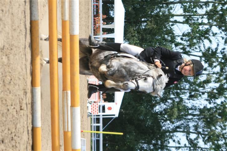 Welsh Mountain (sec A) Filur (Solgt) billede 4