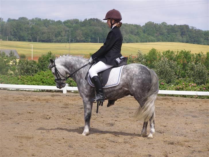 Welsh Mountain (sec A) Filur (Solgt) billede 5