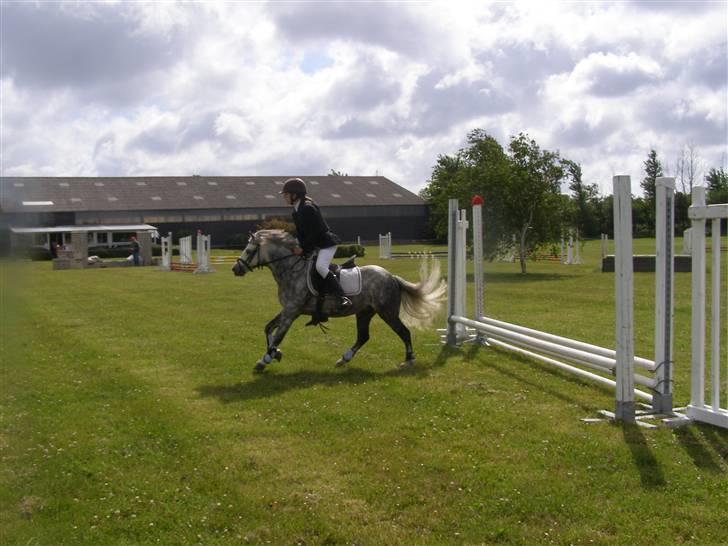 Welsh Mountain (sec A) Filur (Solgt) billede 6