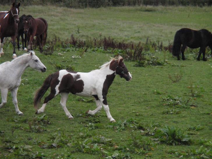 Anden særlig race indianajones!<3 R.I.P :'( billede 15