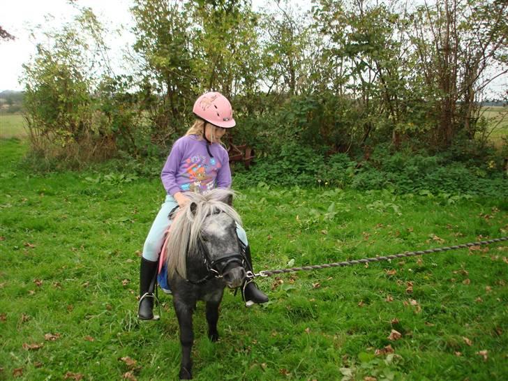 Miniature Sille billede 6