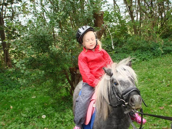 Miniature Sille billede 7