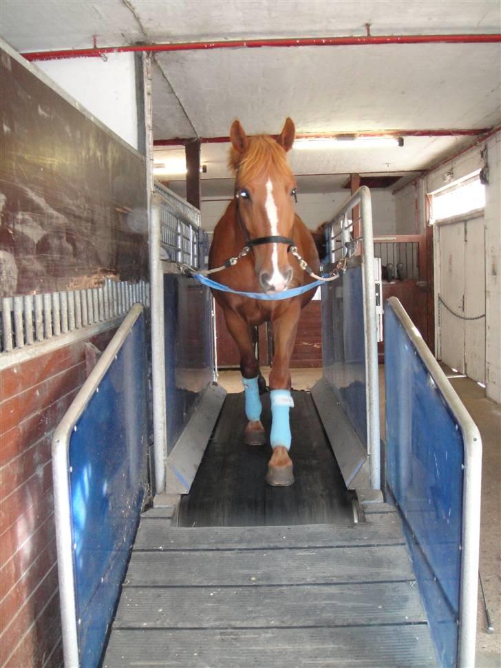 Frederiksborg Zaco af nørremosegård død billede 9