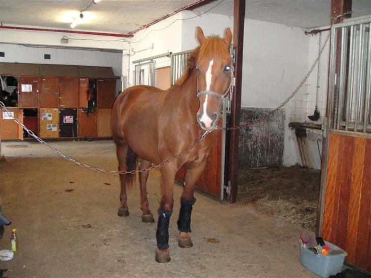 Frederiksborg Zaco af nørremosegård død billede 10