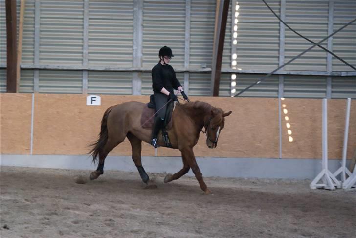 Frederiksborg Zaco af nørremosegård død billede 14