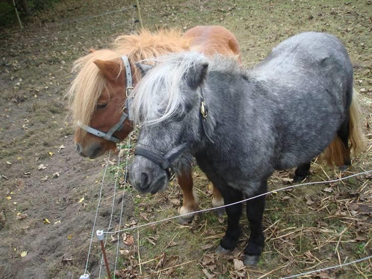 Miniature Sille billede 8