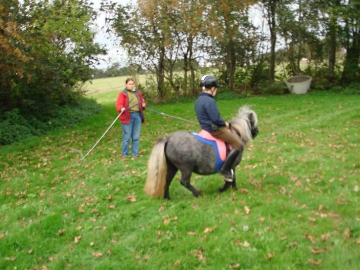 Miniature Sille billede 9