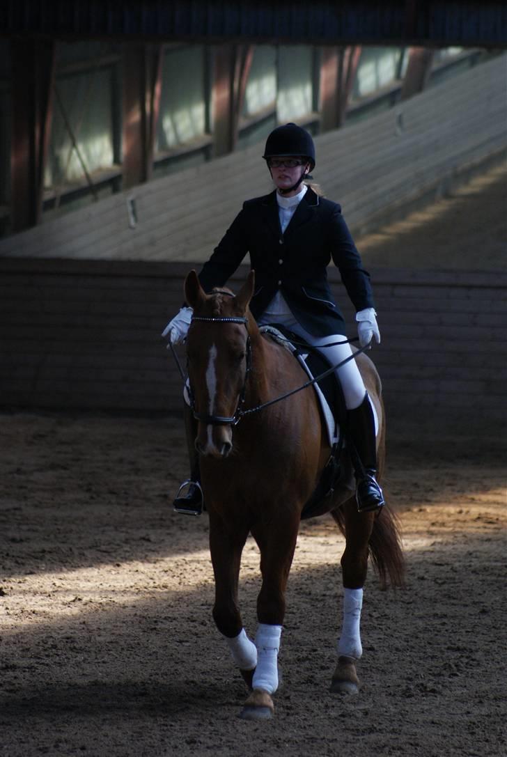 Frederiksborg Zaco af nørremosegård død billede 20