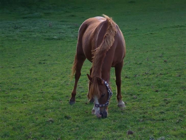 Anden særlig race Bella billede 3