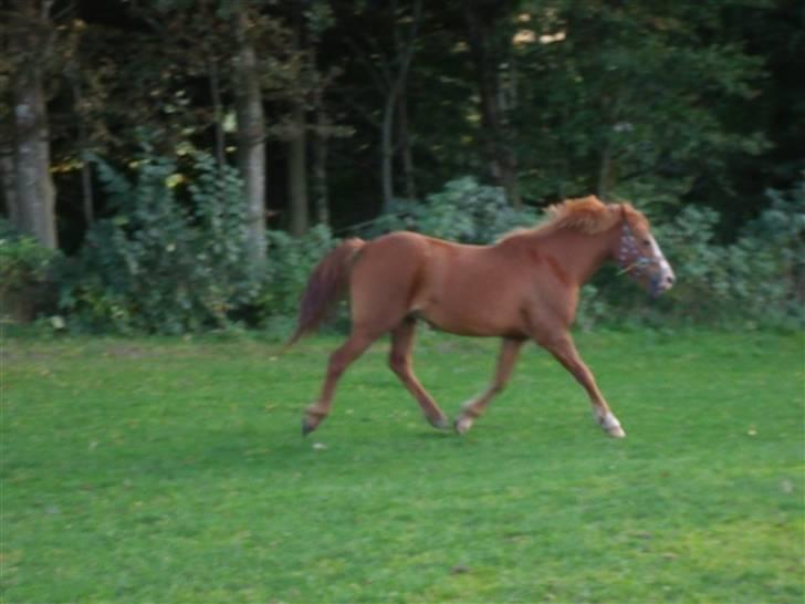 Anden særlig race Bella billede 4