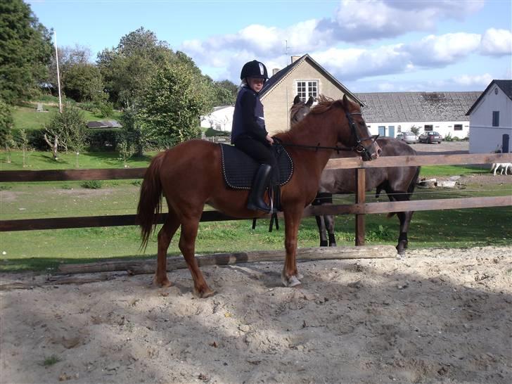 Anden særlig race Bella billede 5