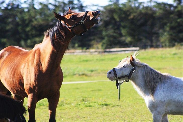Anden særlig race San Diego - Mickey tænker "Hvad laver du Diego?" *Foto:Stine* billede 13