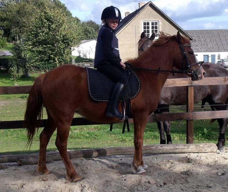 Anden særlig race Bella billede 6