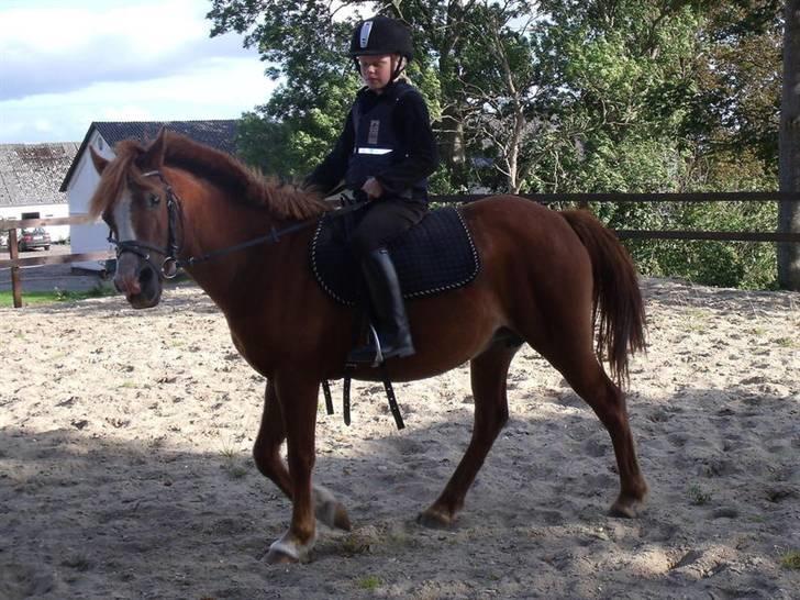 Anden særlig race Bella billede 7