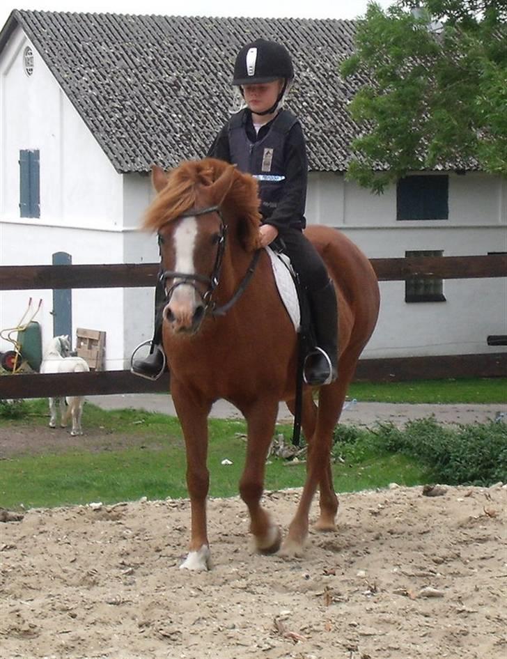 Anden særlig race Bella billede 8