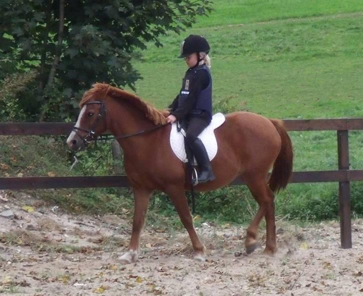 Anden særlig race Bella billede 9