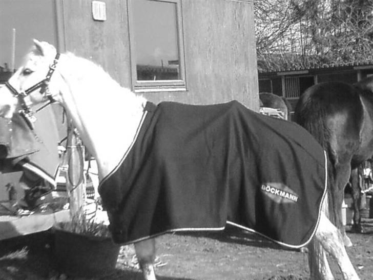 Welsh Pony (sec B) Lyngvejens Bandit R.I.P billede 14