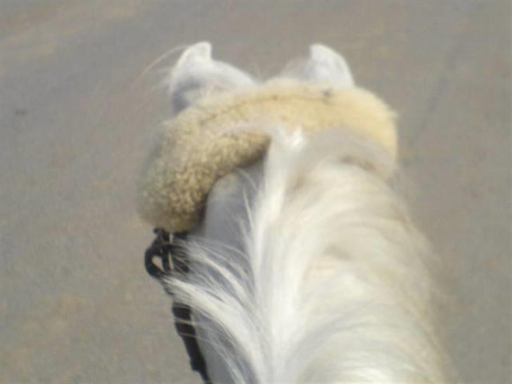 Welsh Pony (sec B) Lyngvejens Bandit R.I.P billede 15