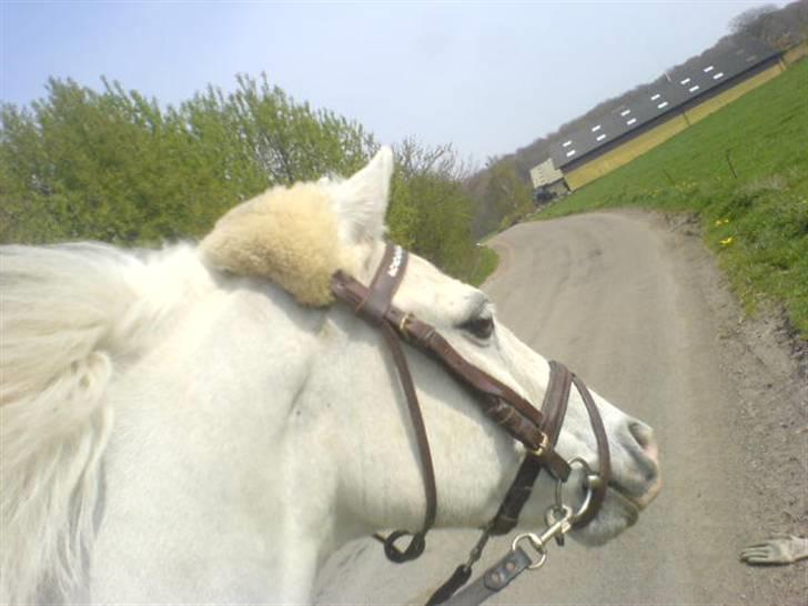 Welsh Pony (sec B) Lyngvejens Bandit R.I.P billede 16