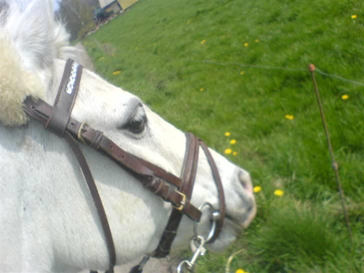 Welsh Pony (sec B) Lyngvejens Bandit R.I.P billede 17