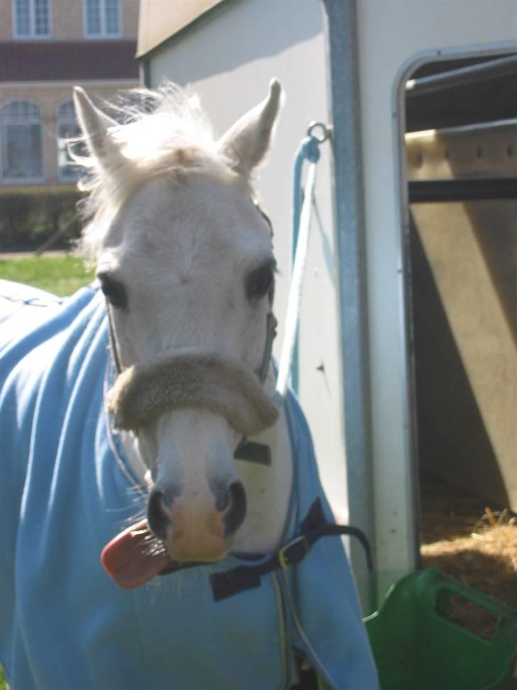Welsh Pony (sec B) Lyngvejens Bandit R.I.P billede 18
