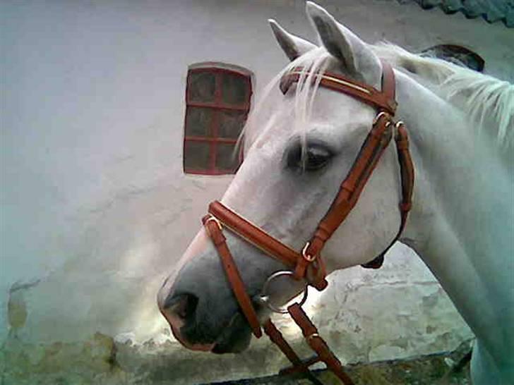 Welsh Pony (sec B) Lyngvejens Bandit R.I.P billede 19