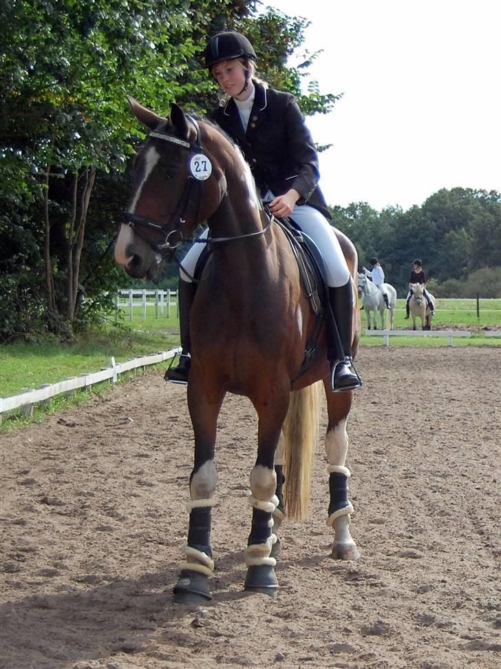 Pinto Indiana -Solgt-   billede 12