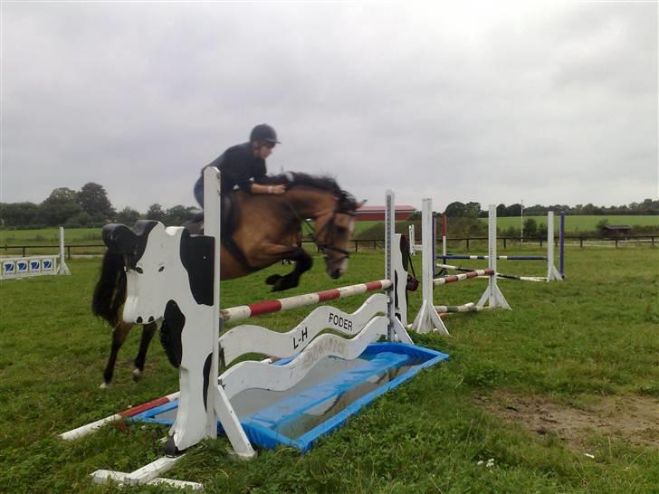 Welsh Cob (sec D) Zelma *SPRUNGET* - Vandgrav ;D Foto Talle <3

År: 2009 billede 3