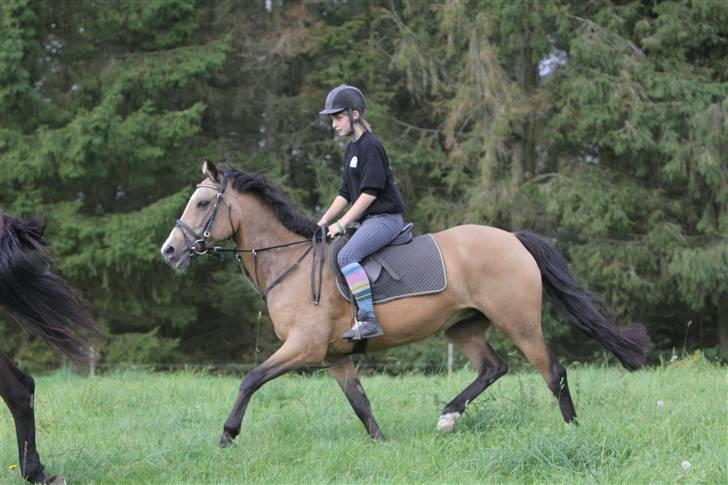 Welsh Cob (sec D) Zelma *SPRUNGET* - Smukke :D Foto: Brian Sølvsten

År: 2009 billede 11