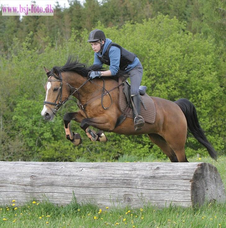 Welsh Cob (sec D) Zelma *SPRUNGET* - Træstammen [;

År: 2010 billede 12
