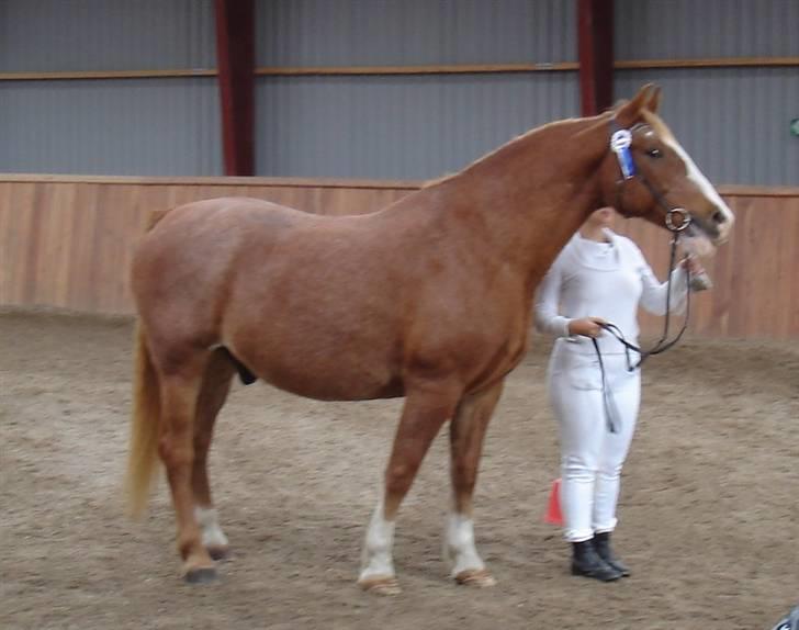 Frederiksborg Mads (rip) billede 13