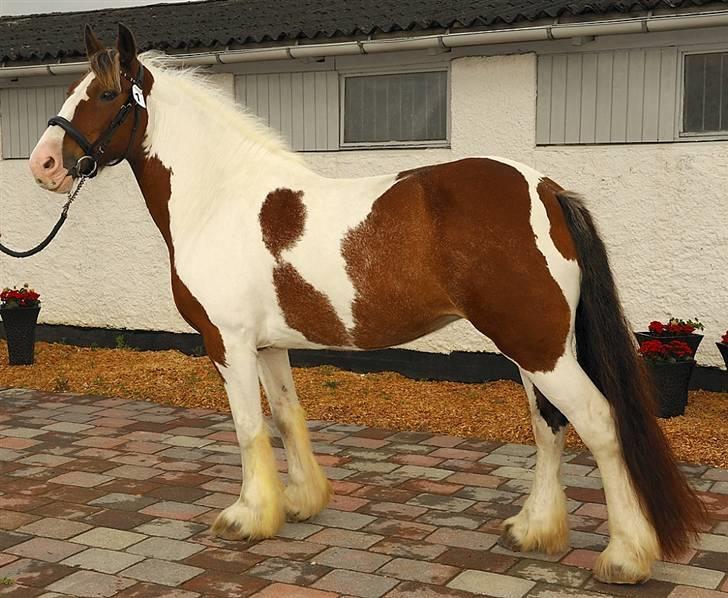 Irish Cob Lady Lasarfhiona - Fhiona til kåring i DTF september 2009 billede 11