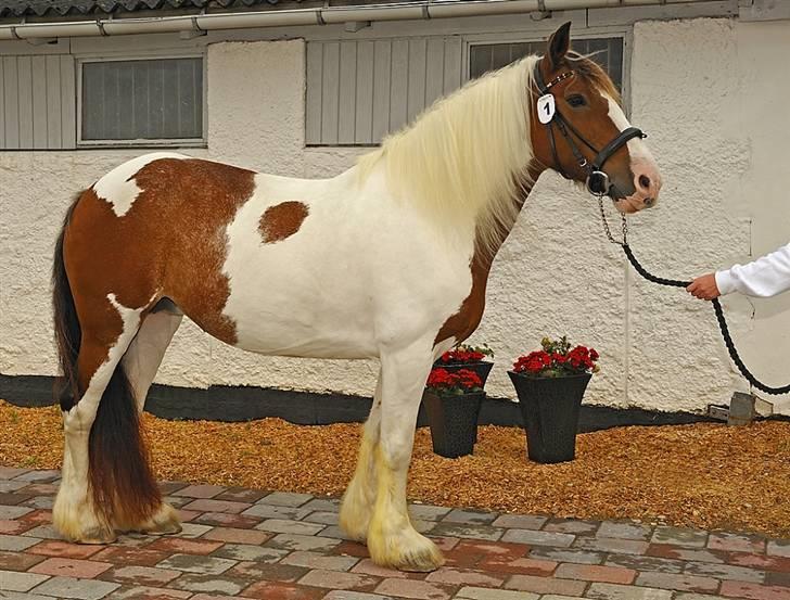 Irish Cob Lady Lasarfhiona - Fhiona til Kåring 2009 Fløj og Årets Bedste :o) billede 12