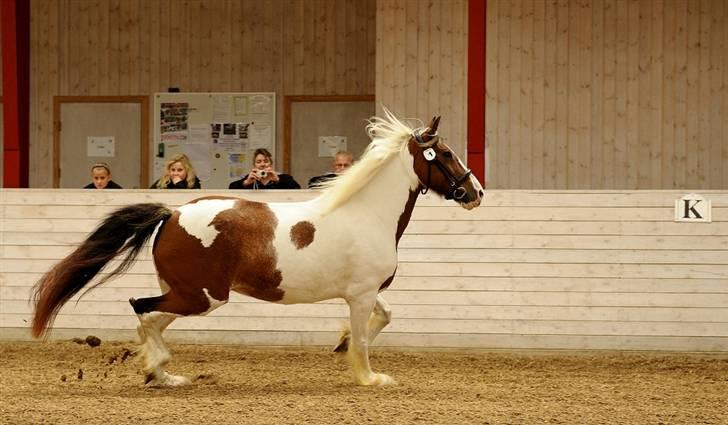 Irish Cob Lady Lasarfhiona - Frit løb Kåring 2009 Fløj og Bedste Hoppe :o) billede 13