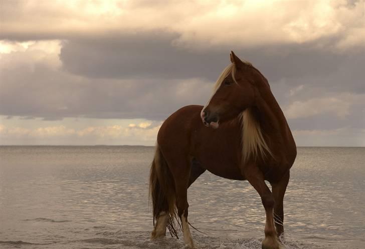 Irish Cob Flora  May´s Kenya - September 2009 første tur på stranden billede 20