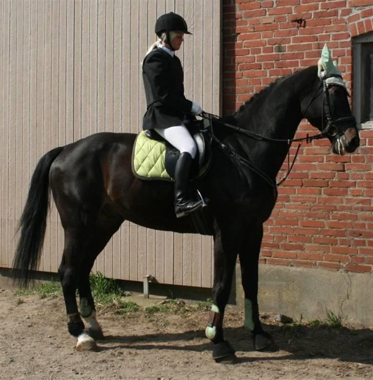 Dansk Varmblod Kasper (Solgt) :'( billede 2