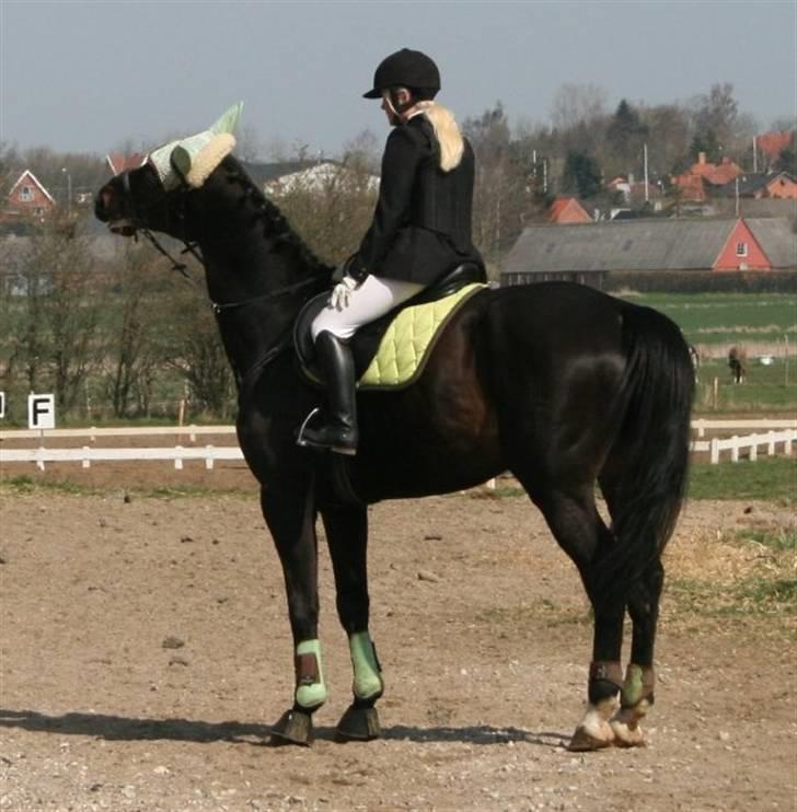 Dansk Varmblod Kasper (Solgt) :'( - Årh ha´ helt ærlig, skal jeg slet ik´ lave noget?. billede 4