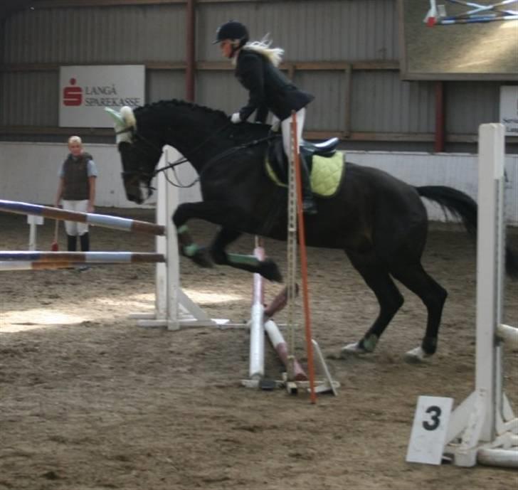 Dansk Varmblod Kasper (Solgt) :'( - Helt ærlig, det var da små spring. Find noget mere og lave?. billede 6