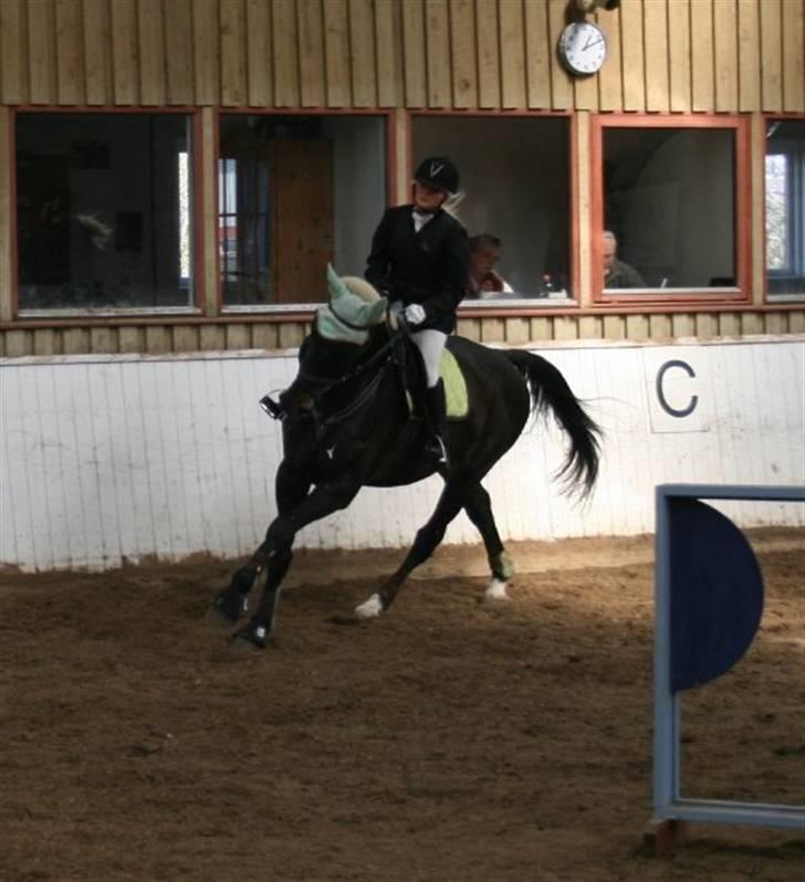 Dansk Varmblod Kasper (Solgt) :'( - Årh´ han ligger bare perfekt i den vending.. billede 7