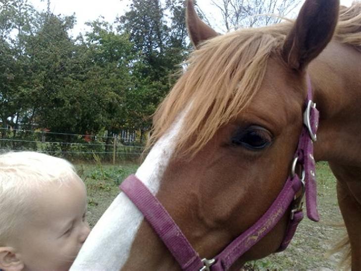 Anden særlig race Amigo "solgt" snøft billede 1