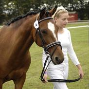 Hollandsk Sportspony Sonja