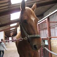 Anden særlig race Trigger (SOLGT)