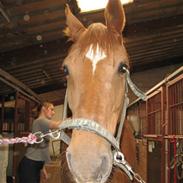 Anden særlig race Trigger (SOLGT)