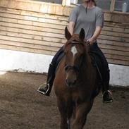 Anden særlig race Trigger (SOLGT)