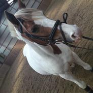 Pinto Freja  (Solgt)