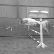 Pinto Freja  (Solgt)