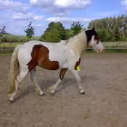 Irish Cob Apollo